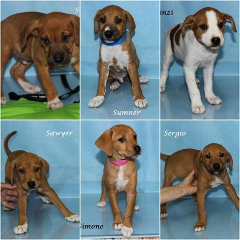 - Providing temporary safe homes through our volunteer foster program. . Free puppies in nj for adoption